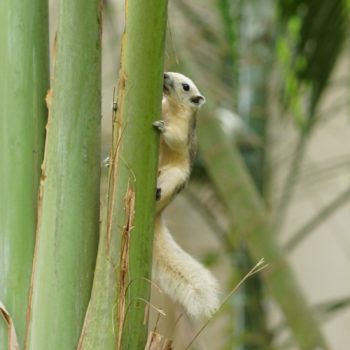 Callosciurus finlaysonii (Finlayson's Squirrel)