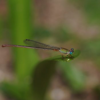 Ceriagrion auranticum auranticum (Orange-tailed Sprite)