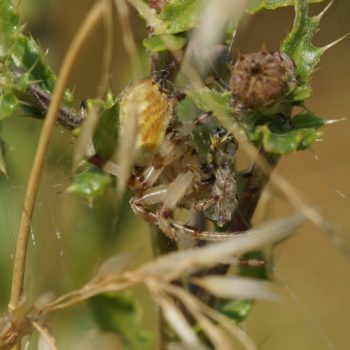 Araneus quadratus (Vierfleckkreuzspinne)
