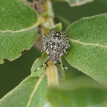 Rhaphigaster nebulosa (Graue Gartenwanze)