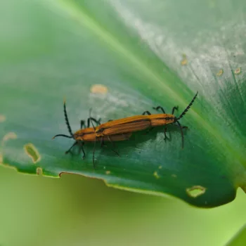 Paarung im Cahuita Nationalpark, Costa Rica (05.12.2018) cf. Metapteron socium (Rotdeckenkäfer)