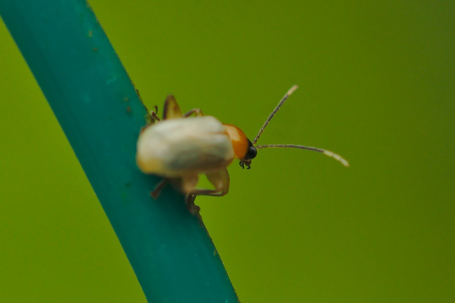 Diabrotica sp. (Blattkäfer) Costa Rica Kleintiergalerie