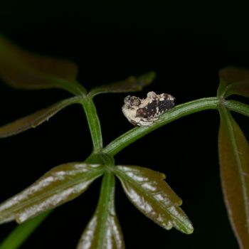 Notocera bituberculata (Buckelzirpe)