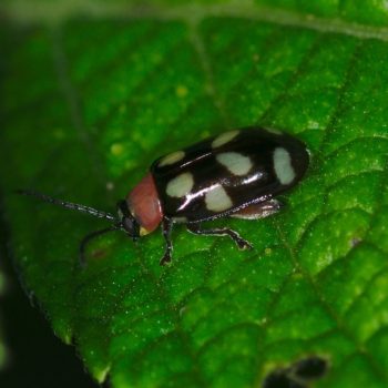 Omophoita cyanipennis (Eight-spotted Flea Beetle)