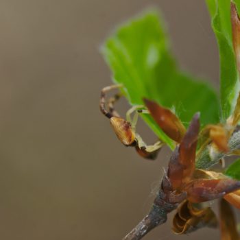 Pistius truncatus (Krabbenspinne)
