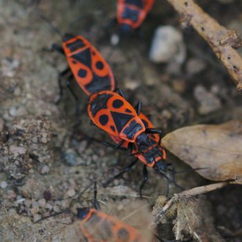 Pyrrhocoridae (Feuerwanzen)