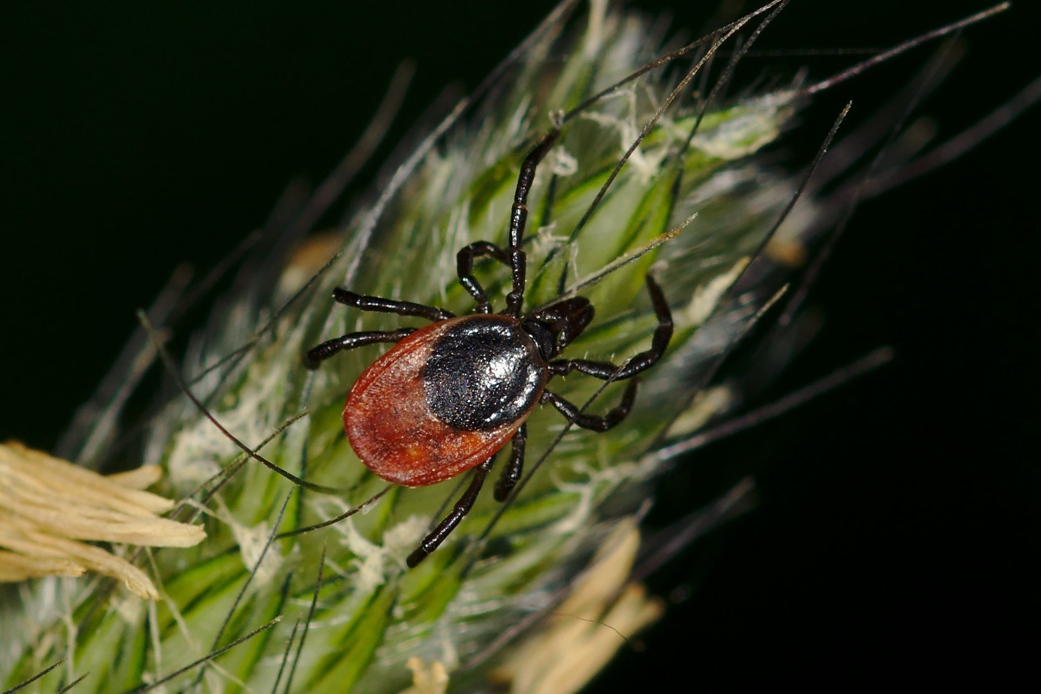 Фото клещ ixodes