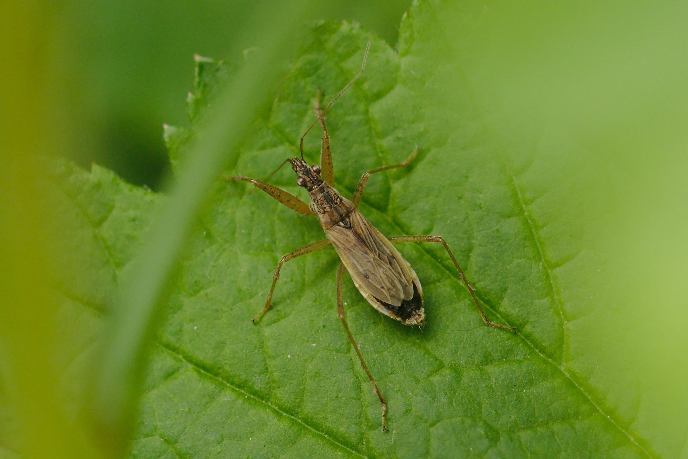 Nabis sp. (Sichelwanze) Kleintiergalerie