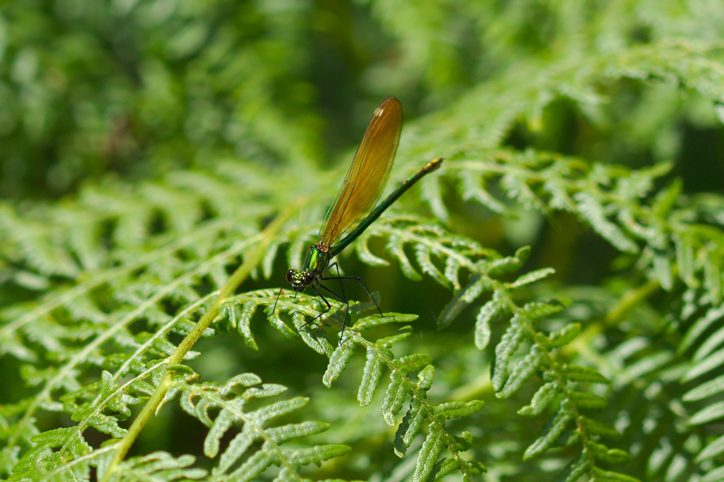 Calopteryx xanthostoma (Westliche Prachtlibelle) Portugal