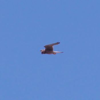 Falco tinnunculus (Turmfalke)