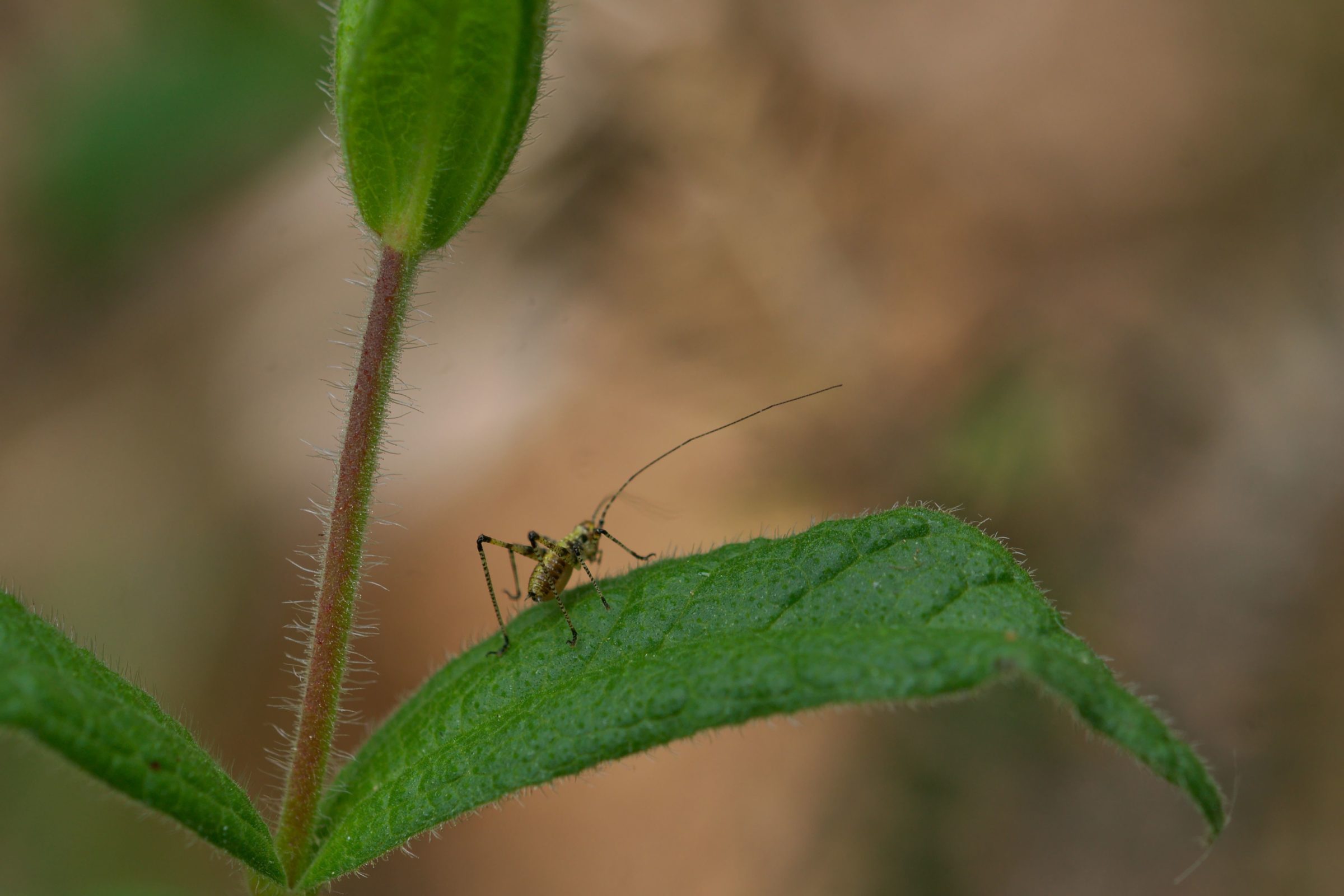 Phaneroptera sp. (Sichelschrecke) Portugal Kleintiergalerie