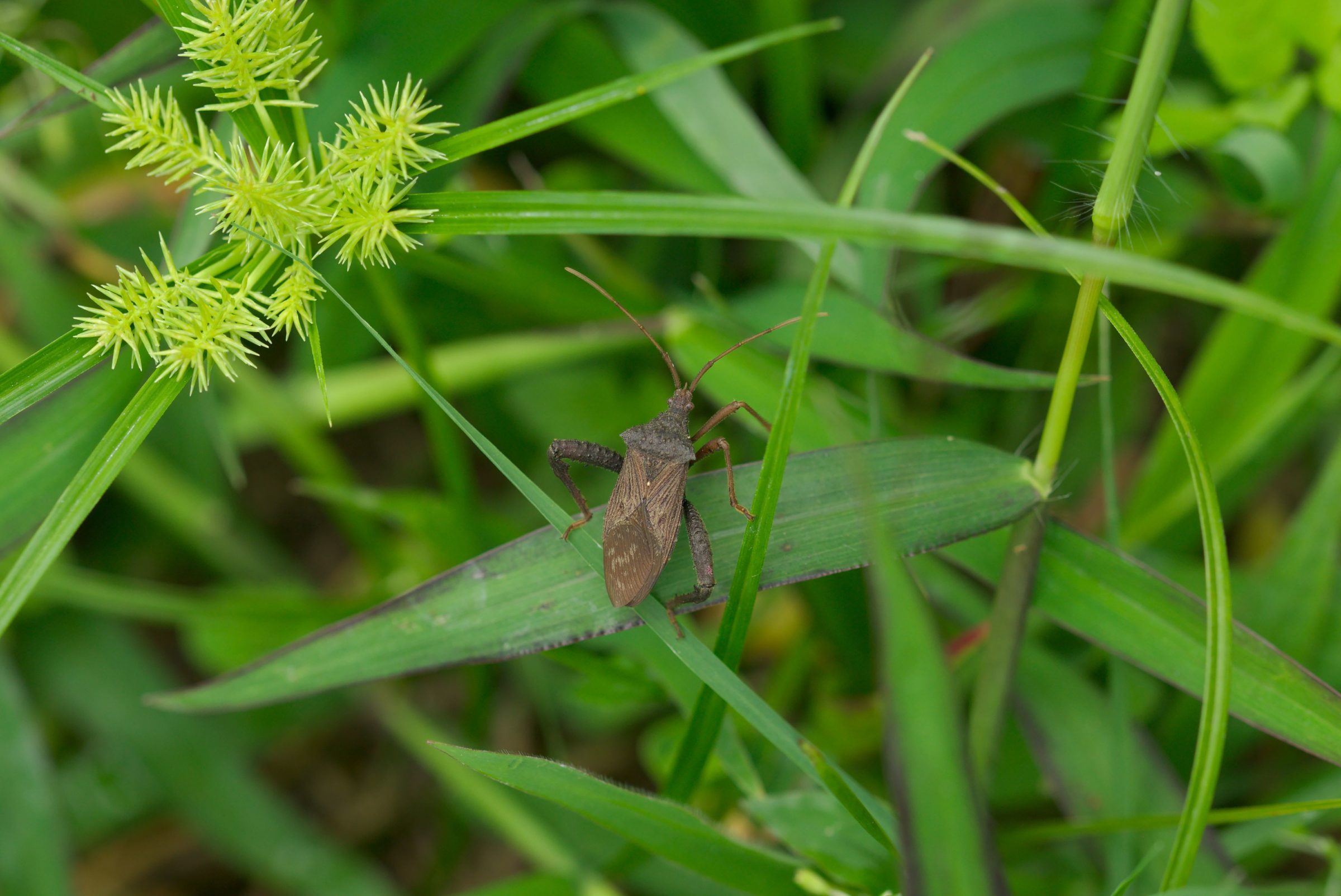 Acanthocephala bicoloripes (Randwanze) Costa Rica Kleintiergalerie