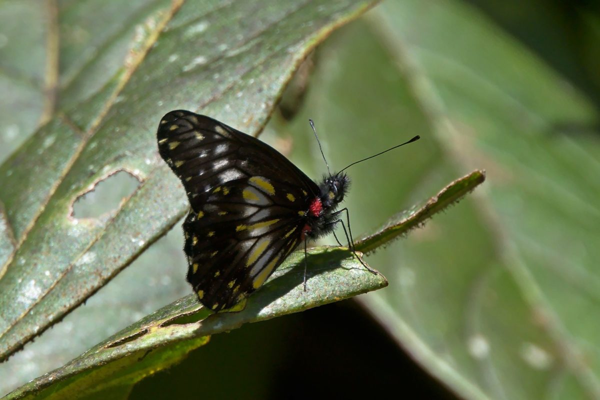 Lepidoptera (Schmetterlinge) Costa Rica 2018 Kleintiergalerie