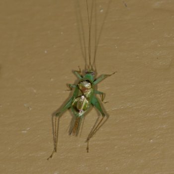 Cyrtoxipha sp. (Green Sword-tail Cricket)