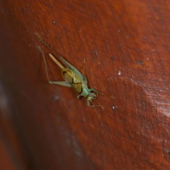 Cyrtoxipha sp. (Green Sword-tail Cricket)