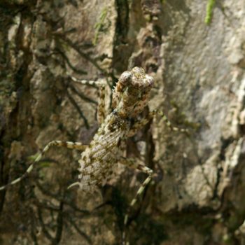 Liturgusa sp. (Neotropical Bark Mantis)