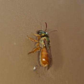 Megalopta sp. (Nocturnal Bee) - Costa Rica