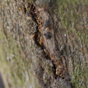 Nasutitermes sp. (Höhere Termite)