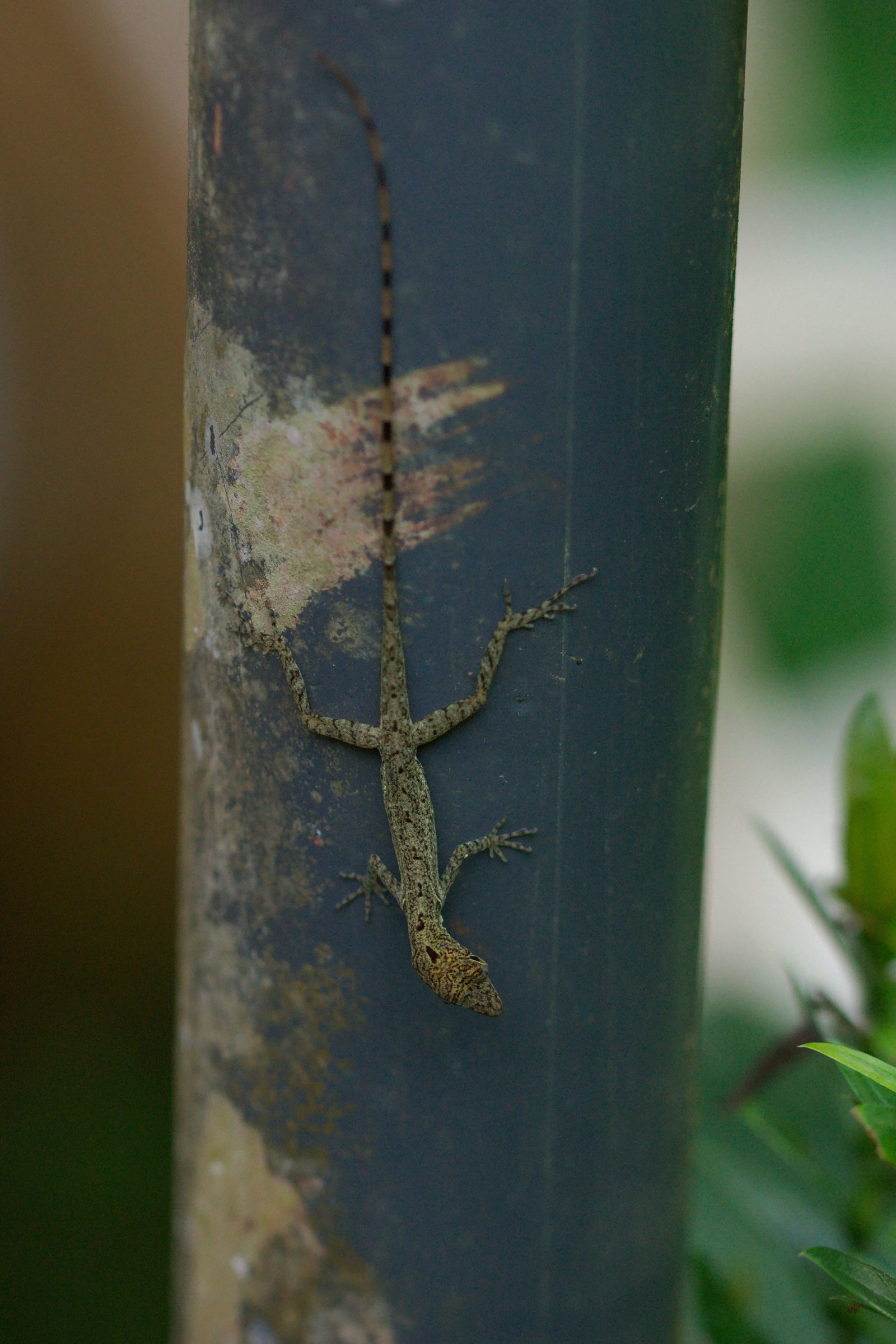 Anolis limifrons (Slender Anole) Costa Rica Kleintiergalerie