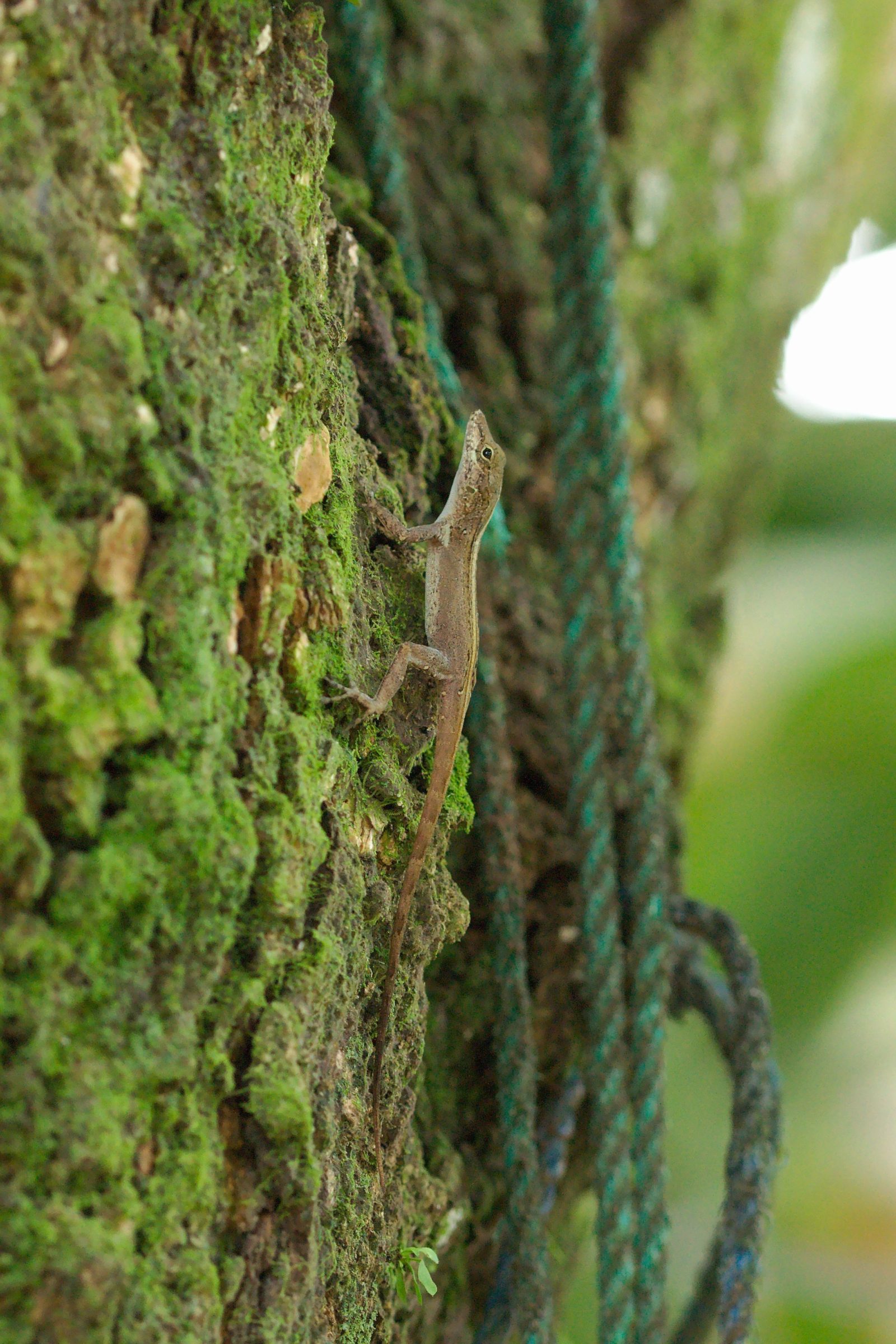 Anolis limifrons (Slender Anole) Costa Rica Kleintiergalerie