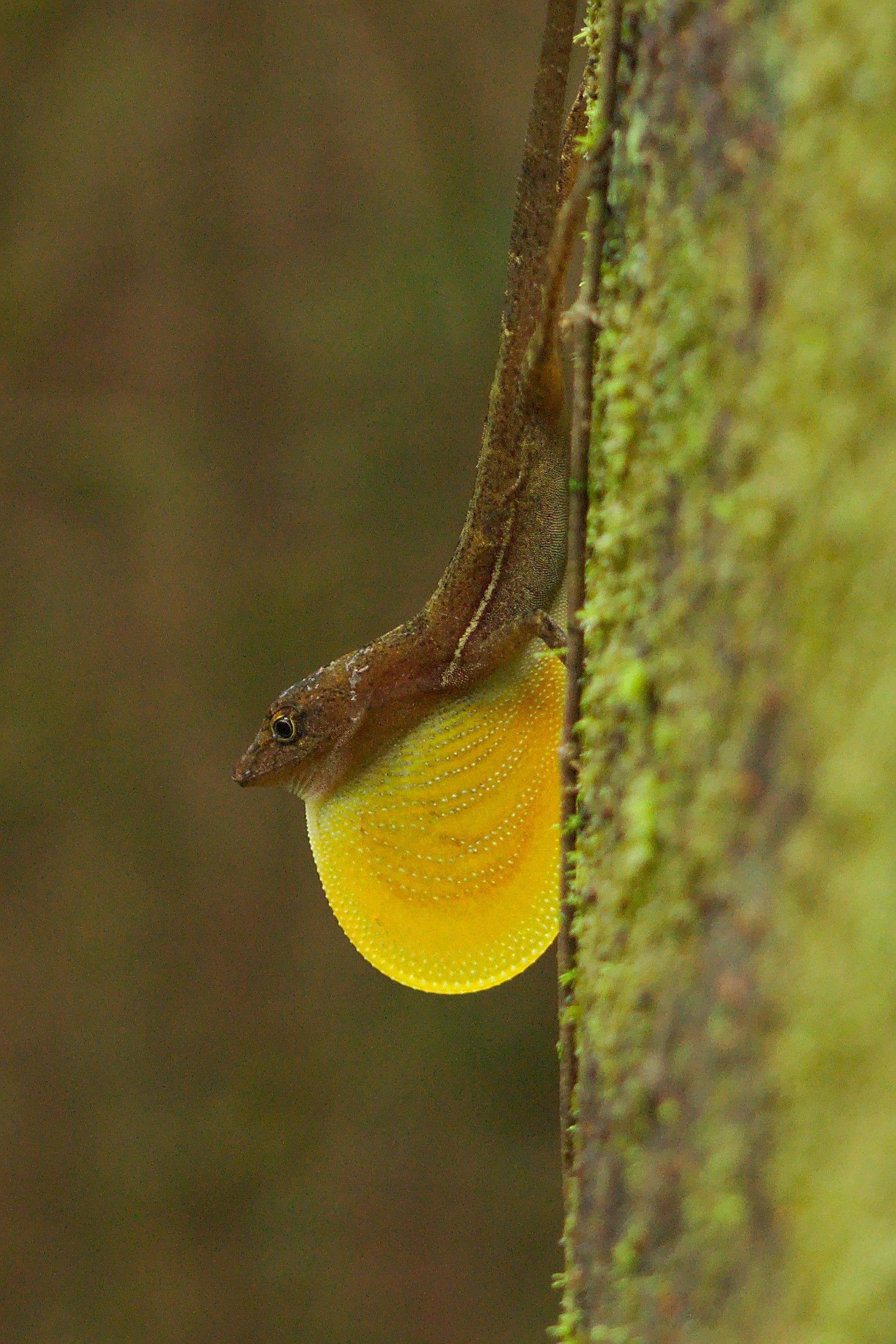 Anolis polylepis (Manyscaled Anole) Costa Rica Kleintiergalerie