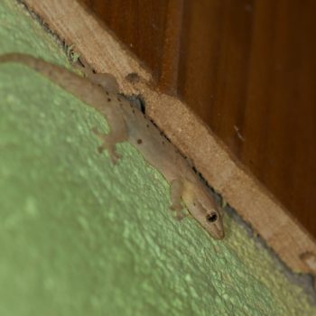 Lepidodactylus lugubris (Gewöhnlicher Schuppenfingergecko)