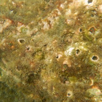 Acanthemblemaria hancocki (Hechtschleimfisch)