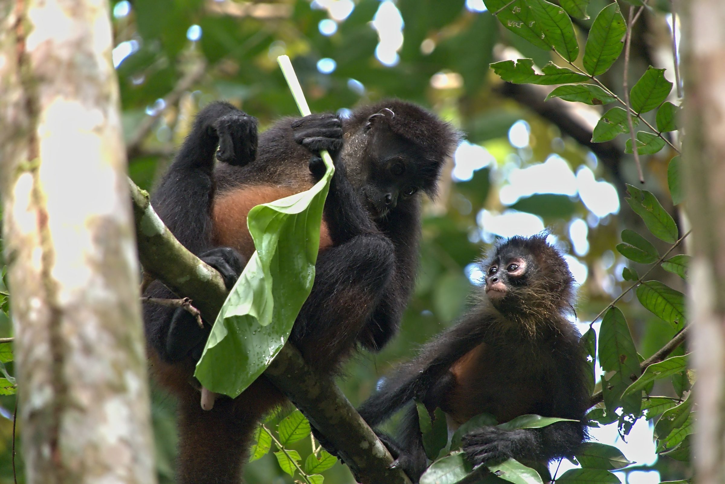 Primates (Primaten) Kleintiergalerie