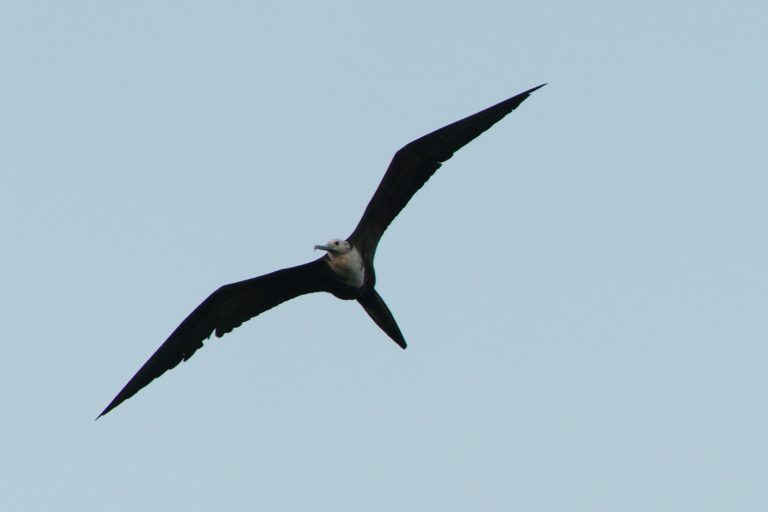 Suliformes