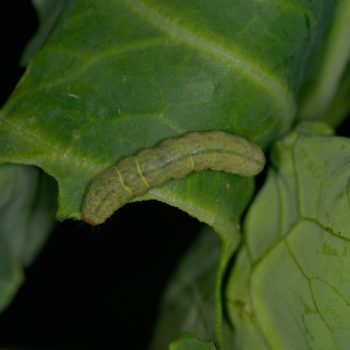 Mamestra brassicae (Kohleule)