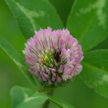 Adelphocoris seticornis (Gelbsaum-Zierwanze)