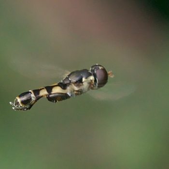 Syritta pipiens (Gemeine Keulenschwebfliege)