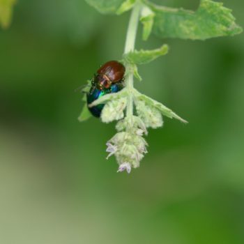 Paarung im Feld (21.07.2019) Chrysolina varians (Johanniskraut-Blattkäfer)