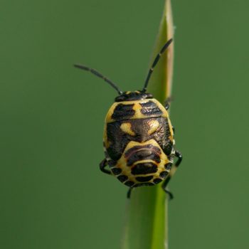 Eurydema oleracea (Kohlwanze)