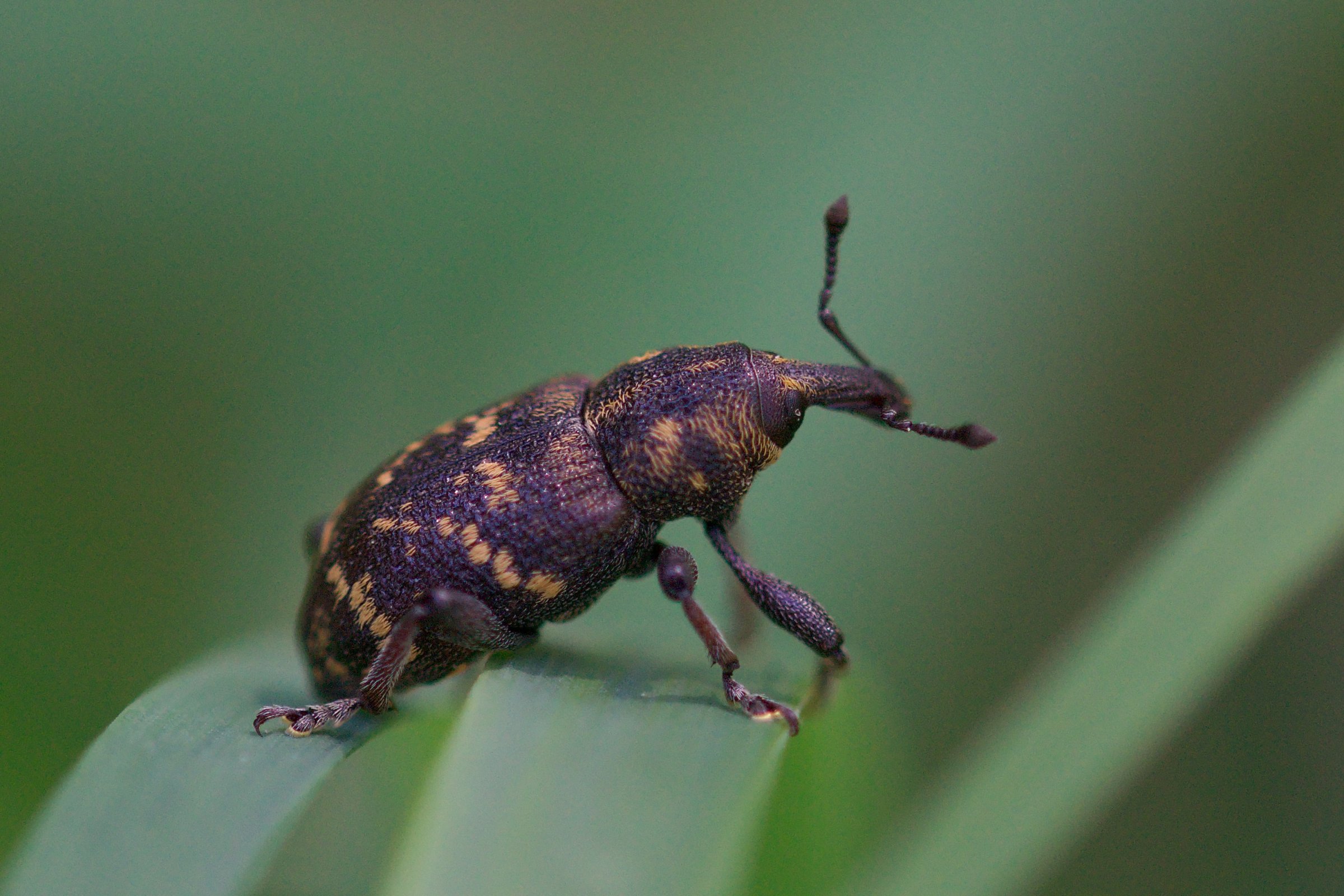 Hylobius abietis (Großer brauner Rüsselkäfer) - Kleintiergalerie