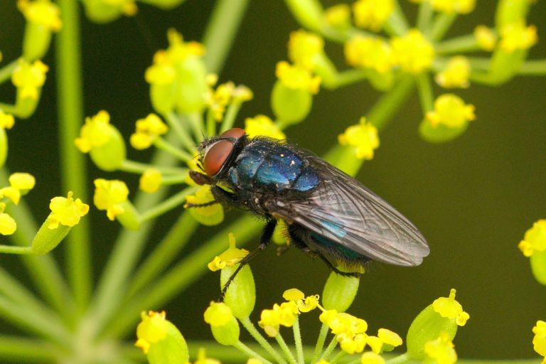 Calliphoridae (Schmeißfliegen)
