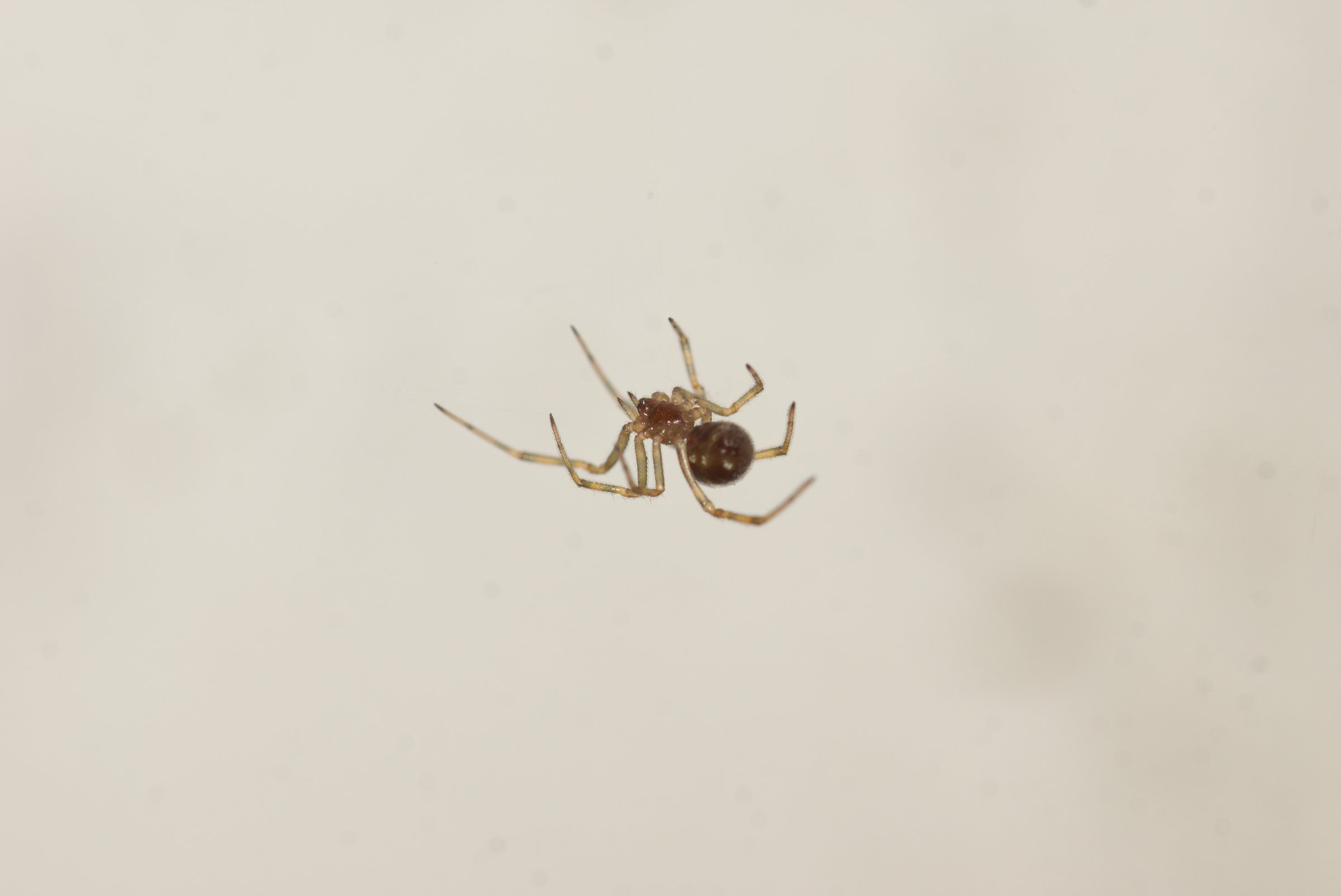 Steatoda triangulosa (Kugelspinne) Kleintiergalerie