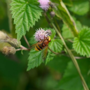 Weibchen im Feld (21.07.2019) Volucella zonaria (Hornissenschwebfliege)