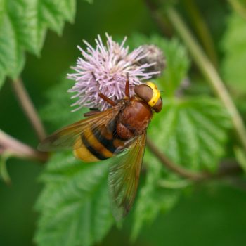 Weibchen im Feld (21.07.2019) Volucella zonaria (Hornissenschwebfliege)