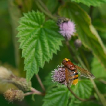 Weibchen im Feld (21.07.2019) Volucella zonaria (Hornissenschwebfliege)