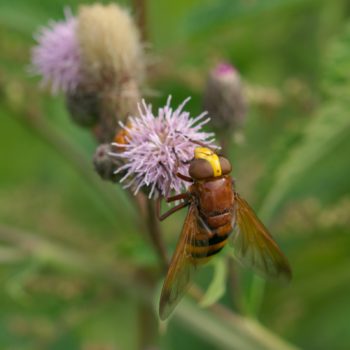 Weibchen im Feld (21.07.2019) Volucella zonaria (Hornissenschwebfliege)