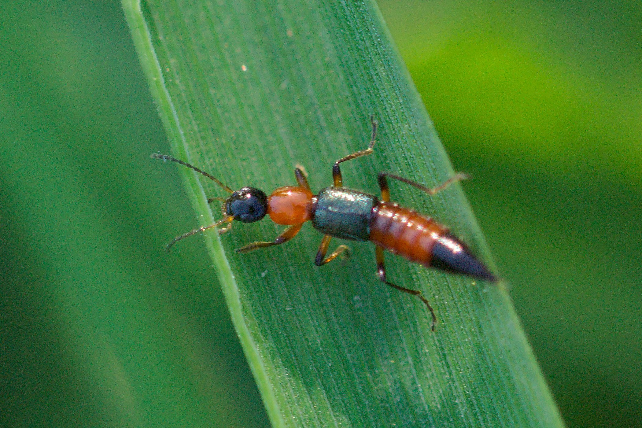 Paederus riparius (Kurzflügler) - Kleintiergalerie