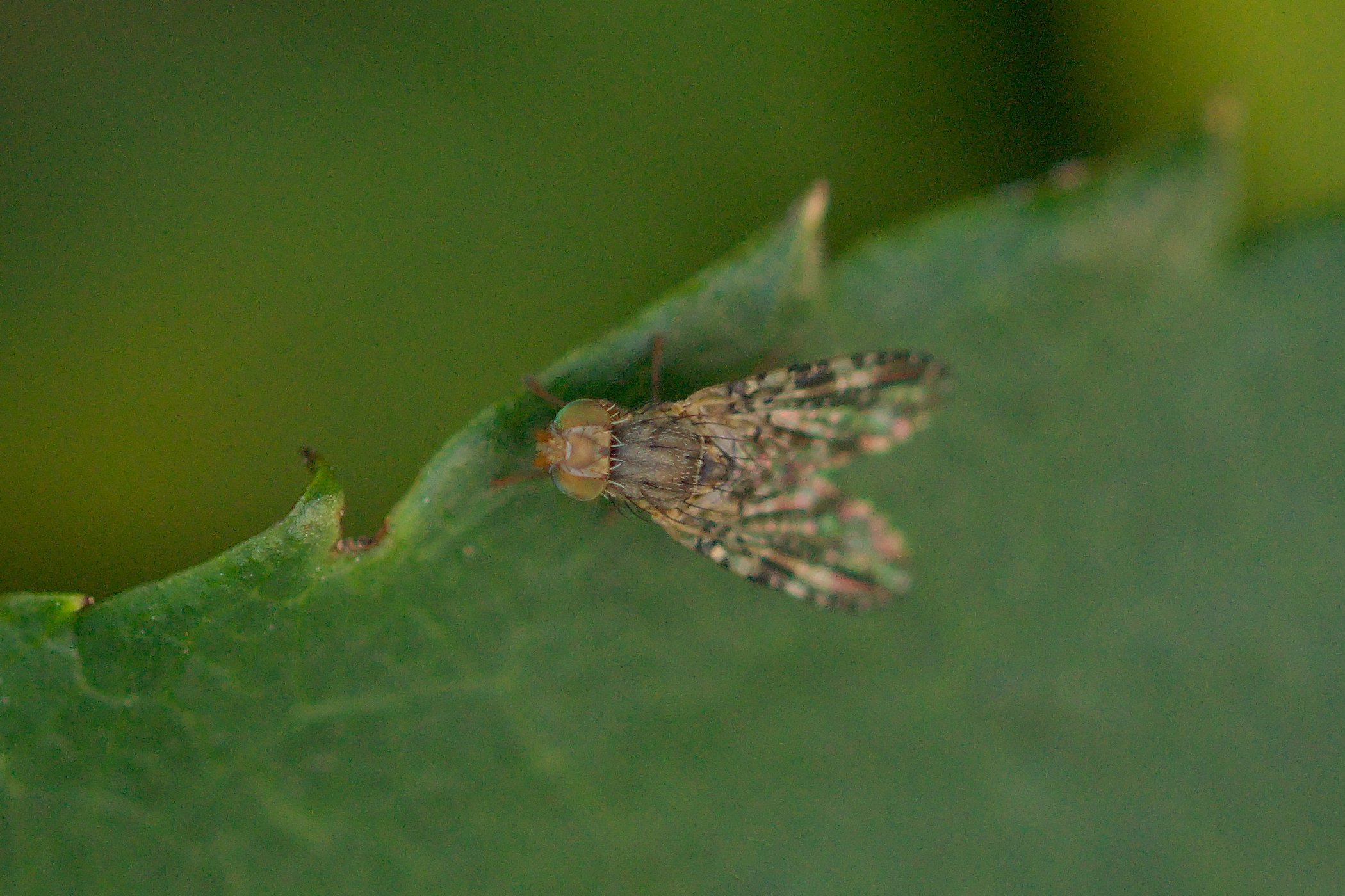 Tephritis vespertina (Bohrfliege) Kleintiergalerie