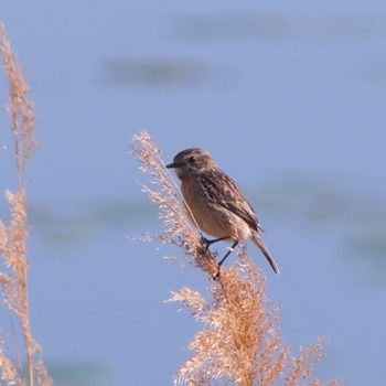 Saxicola rubicola (Schwarzkehlchen)