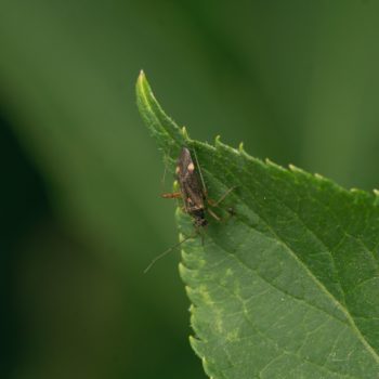 Closterotomus fulvomaculatus (Braune Schmuckwanze)