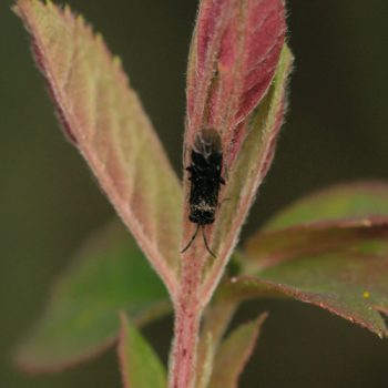 Cladardis elongatula/Endelomyia aethiops (Echte Blattwespe)