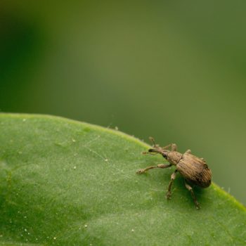 Trichopterapion holosericeum (Hainbuchen-Spitzmausrüssler)