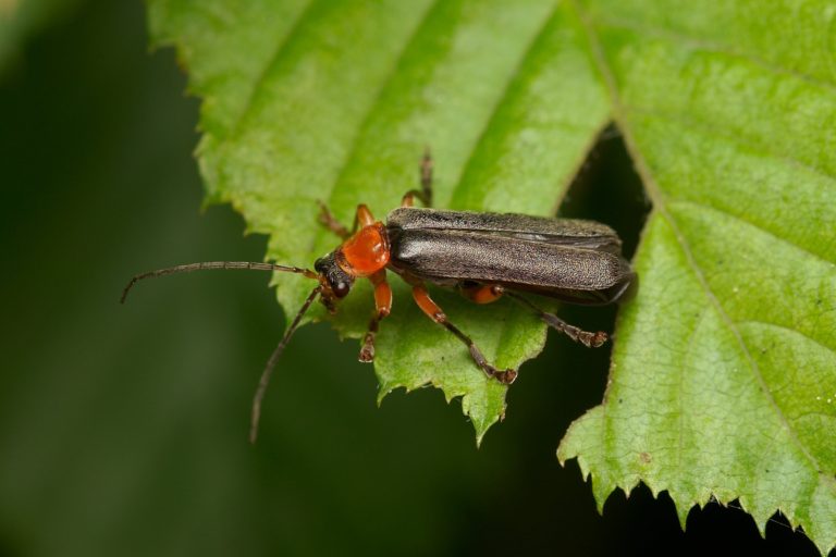 Cantharidae (Weichkäfer)