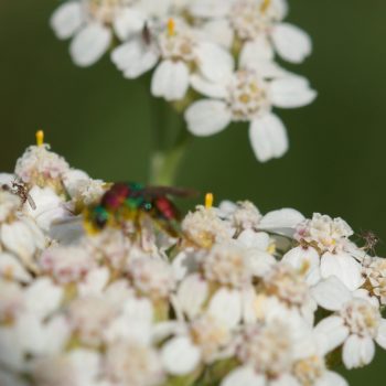 Weibchen bei der Eiablage im Rupbachtal an der Lahn (01.08.2020) Cecidomyiidae sp. (Gallmücken)