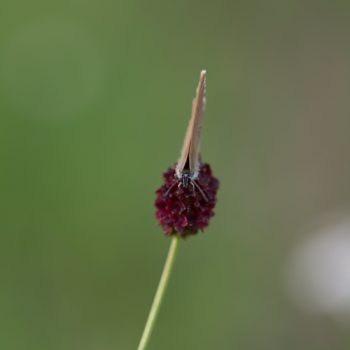 Phengaris nausithous (Dunkler Wiesenknopf-Ameisenbläuling)